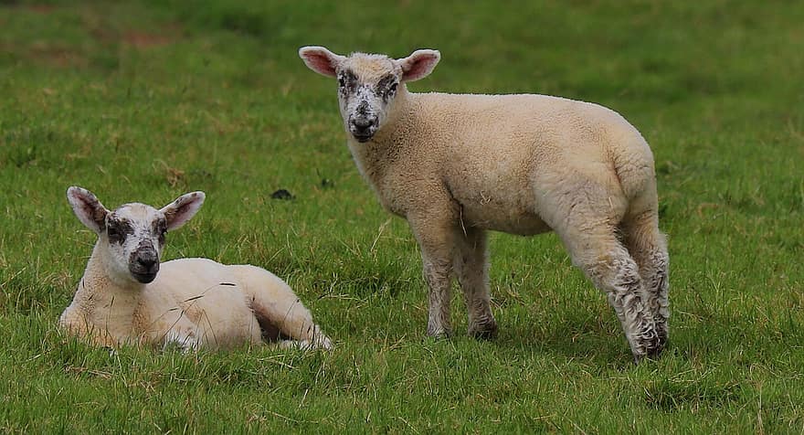 lammeren, schapen, schapen-, platteland, natuur, landbouw, veld-, de lente, farm, gras, landelijke scène