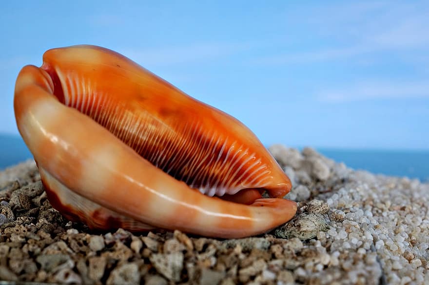 Marine Life, Cone Shell, Shell, Shore, close-up, summer, animal shell, sand, vacations, tropical climate, seashell