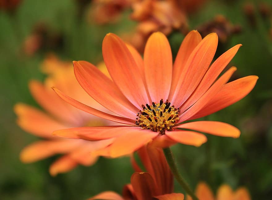 Daisy, Flower, Plant, Petals, Orange Flower, African Daisy, Osteospermum, Bloom, Garden, Nature, Closeup