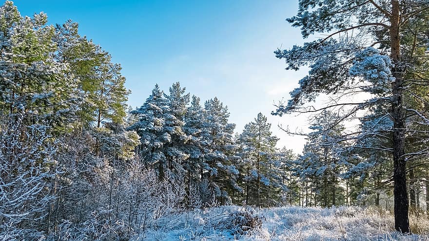 Trees, Forest, Snow, Conifers, Coniferous Forest, Pine, Winter, Woods, Landscape, Wilderness, Nature