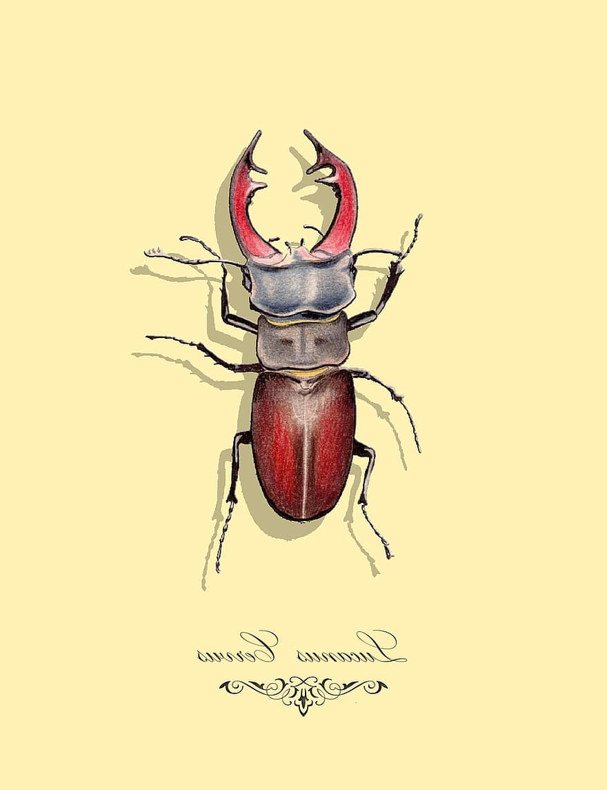 lucanus cervus, stag beetle, piirustus
