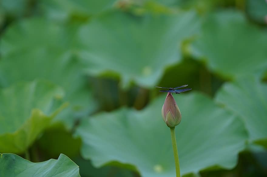 Dragonfly, Lotus, Flower Bud, Water Lily