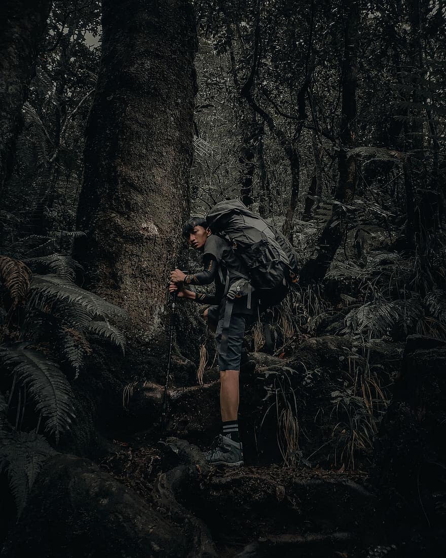 uomo, il trekking, foresta, escursioni a piedi, escursionista, tempo libero, Attività ricreativa, avventura, viaggio, maschio, alberi