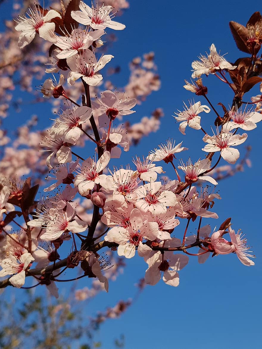 cseresznye virágok, Sakura, virágok, fa, tavaszi, sakura virágok, sakura fa, cseresznyevirágfa, rózsaszín virágok, virágzás, Lossom