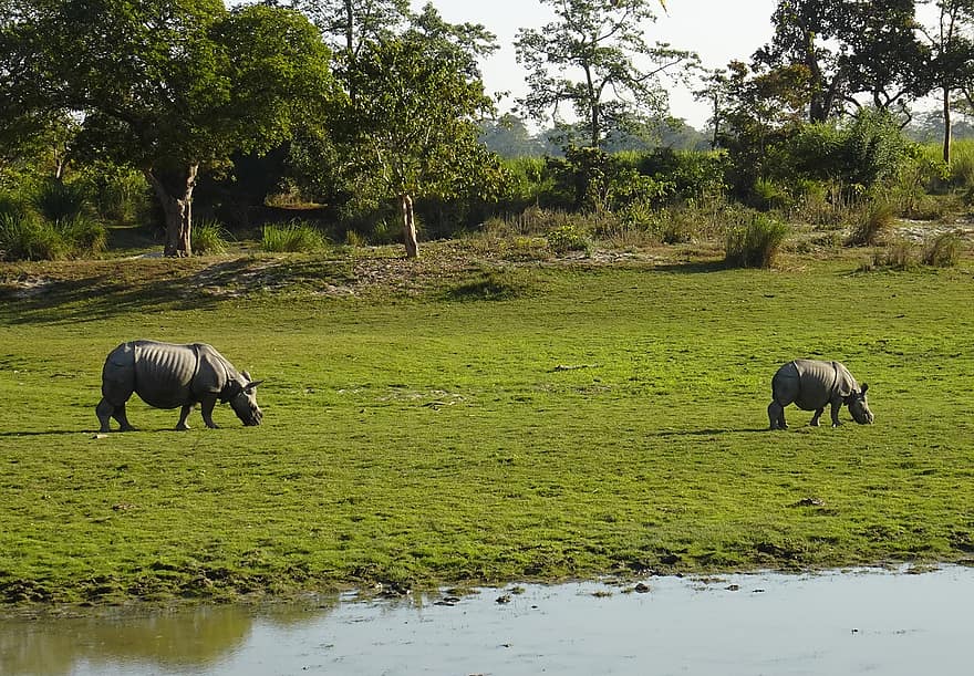 rinoceronte, un cornuti, animale, selvaggio, natura, in via di estinzione, unicornis, Kaziranga, Parco Nazionale, santuario, Assam