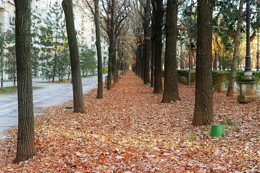 листья, деревья, падать, листва, парк, опавшие листья, осень, улица, тротуар, пейзаж, городской