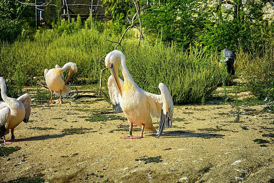 Γαλλία, pelicans, πάρκο πουλιών, πουλιά, πτηνά, άγρια ​​ζωή