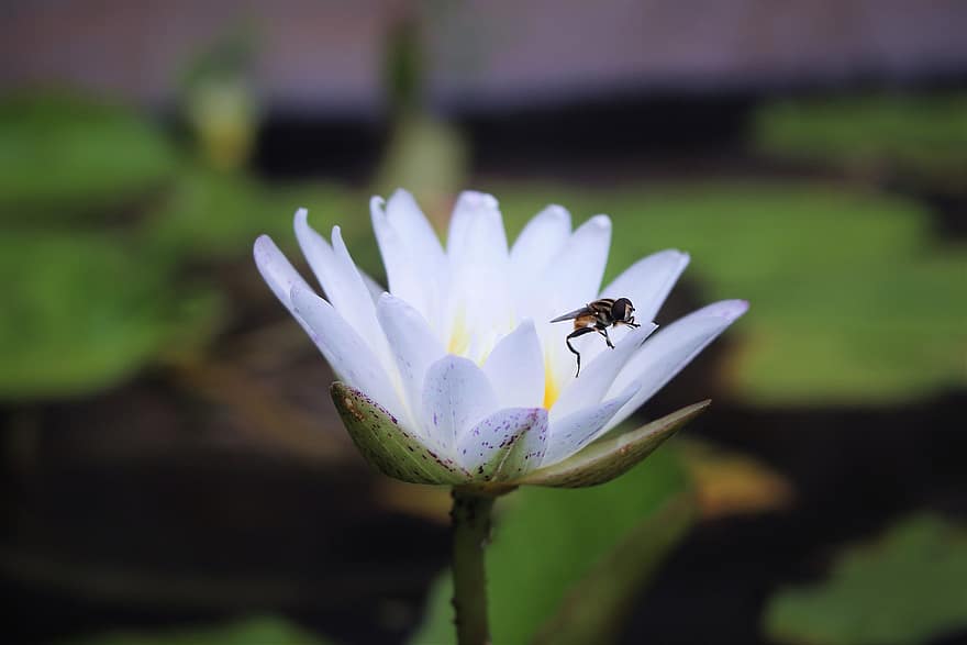 lebah, teratai, bunga teratai, hymenoptera, serangga, ilmu serangga, berkembang, mekar, tanaman air, flora, fauna