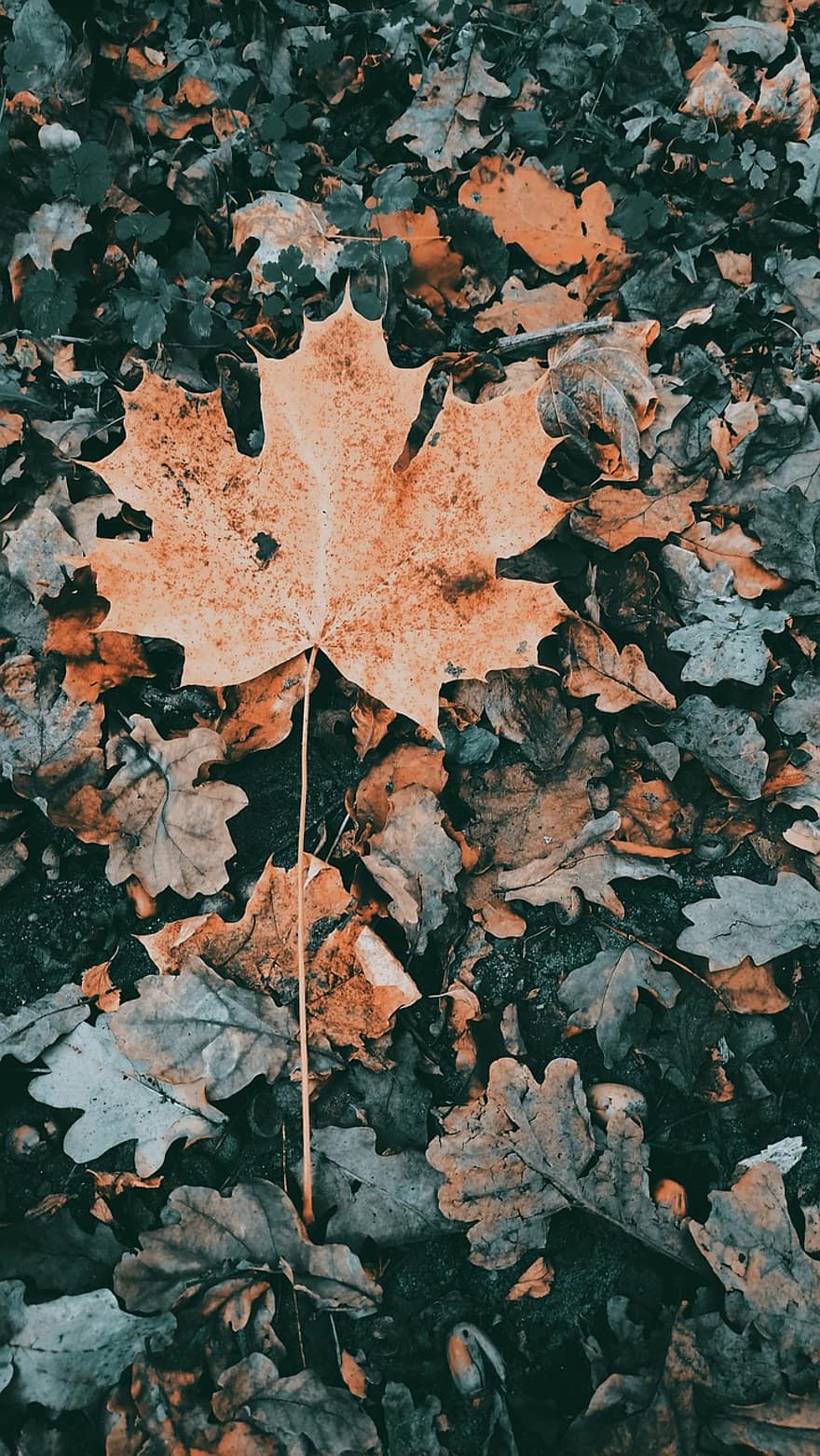 le foglie, natura, autunno, stagione, sfondo, sfondo del telefono