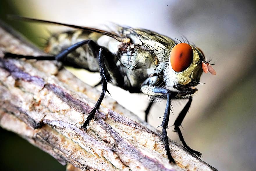 insecte, volar, naturalesa, mosca domèstica, fauna, Visió Macro, macro insecte