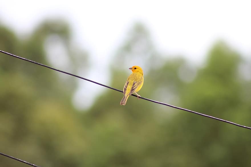 canário amarelo, fio, passeriforme, pássaro, pássaro amarelo, empoleirado, pássaro empoleirado, ave passeriforme, penas, plumagem, ave