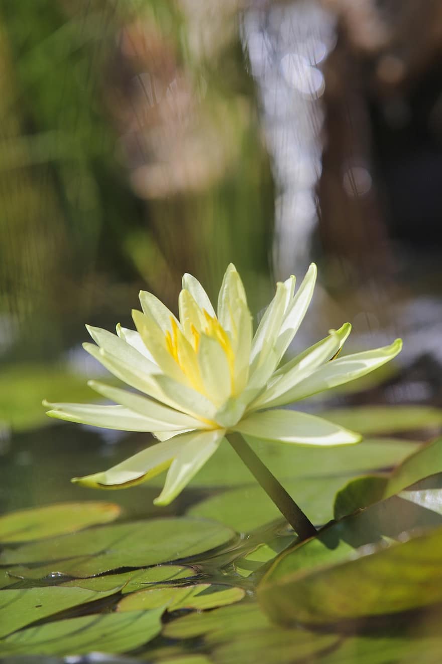 Water Lily, Lily Pad, Water, Flower, Plant, Flora, Zen, Leaves, Petal, Pond, Nuphar Lutea