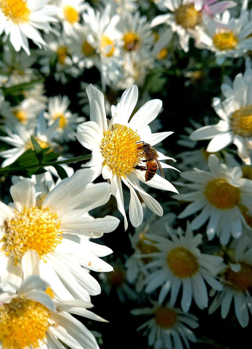 пчела, цветы, пыльца, опылять, опыление, белые ромашки, белые цветы, лепестки, белые лепестки, цветение, цвести