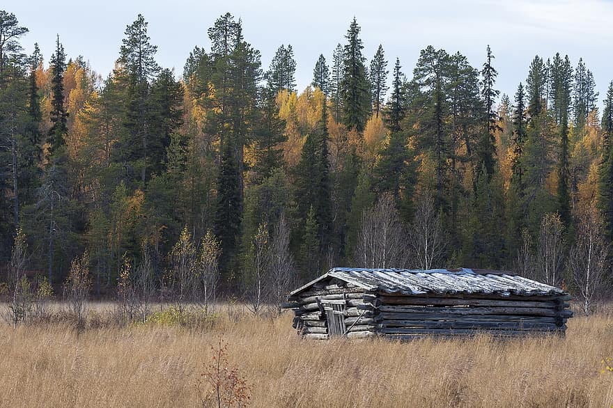 Příroda, stromy, podzim, venkov, sezóna, venkovský, stodola, louka, krajina, Laponsko, Finsko