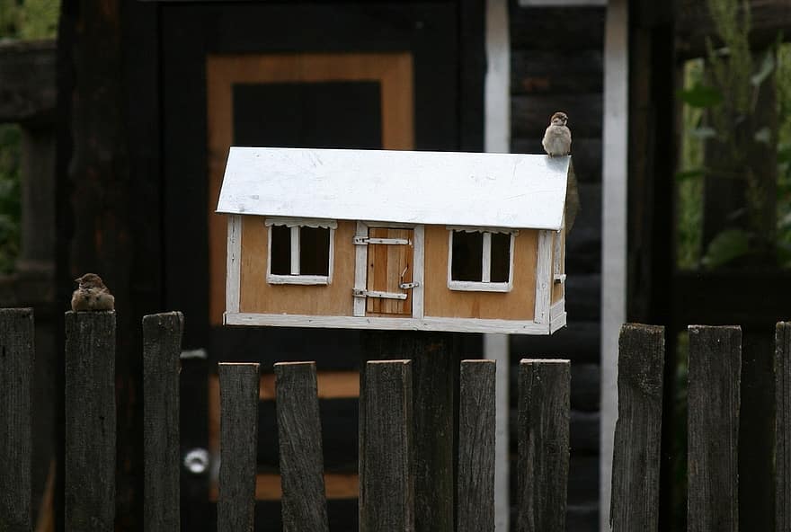 πουλί, σπουργίτης, birdhouse, τρέφων, φράκτης, γεύμα, ξύλο, παλαιός, αρχιτεκτονική, γκρο πλαν, παράθυρο