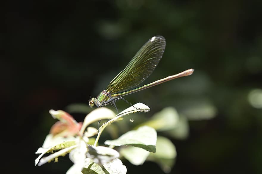 Dragonfly, Insect, Macro, Wings, Dragonfly Wings, Winged Insect, Odonata, Anisoptera, Entomology, Fauna, Nature