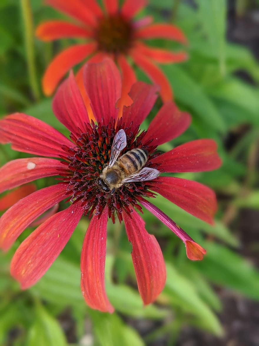 včela, coneflower, opylování, květ, hmyz