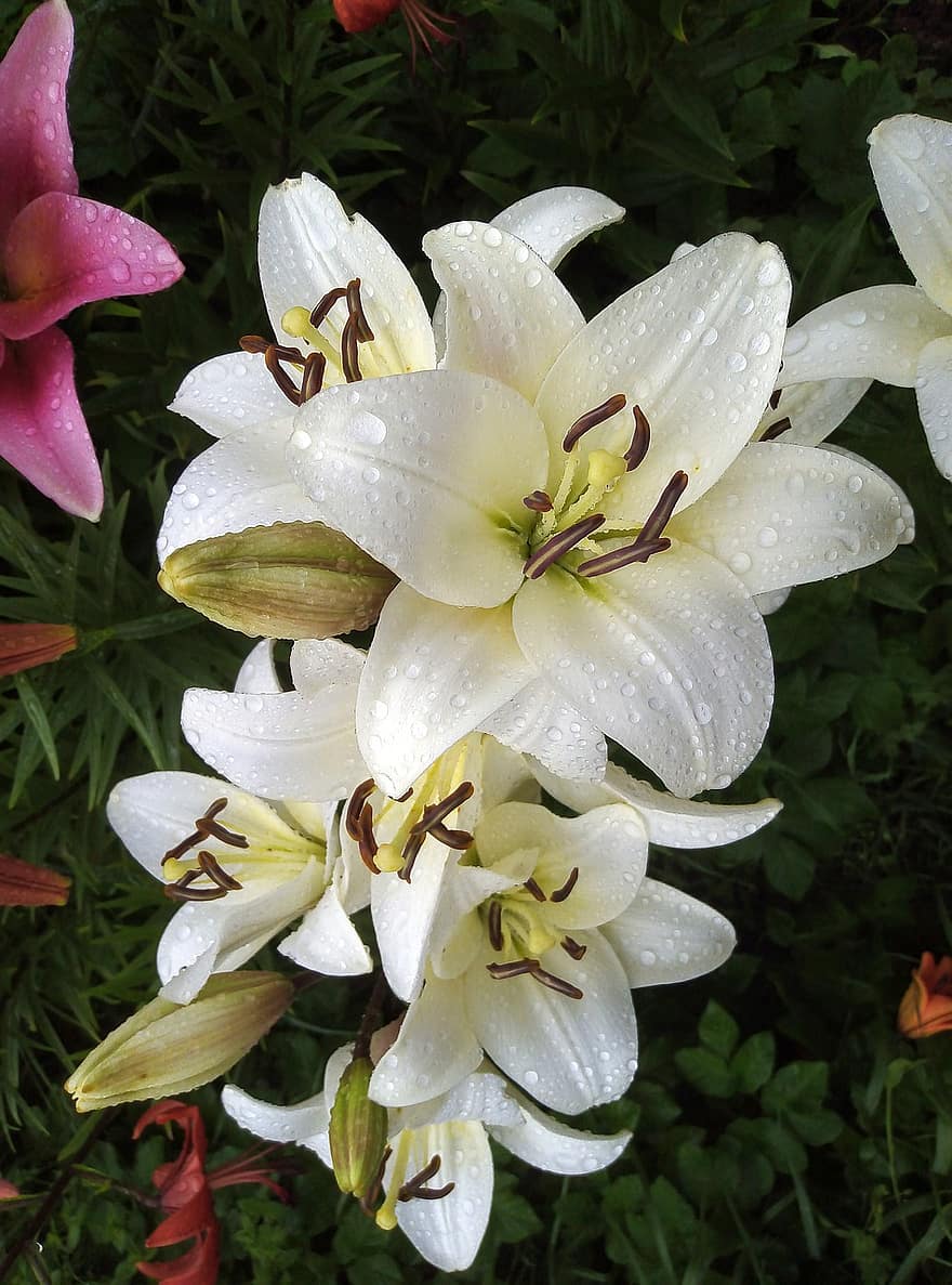 Lilies, Flowers, White Lilies, White Flowers, Petals, White Petals, Bloom, Blossom, Flora, Plants, plant