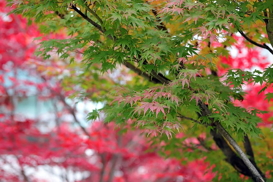 Maple Tree, Autumn, Leaves, Nature, Fall, Season, Foliage, leaf, tree, forest, branch