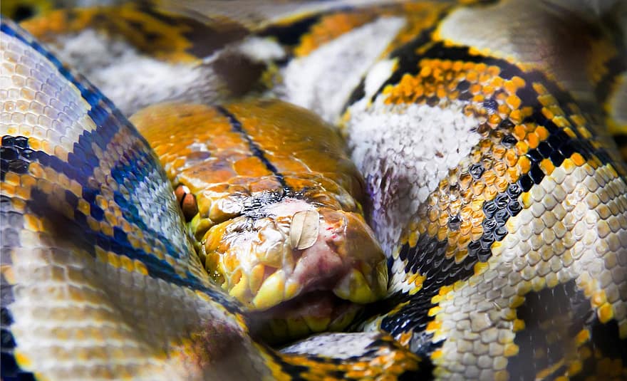 Reticulated Python, Snake, Animal, Python, Reptile, Coil, Wildlife, Nature, poisonous, pattern, animals in the wild