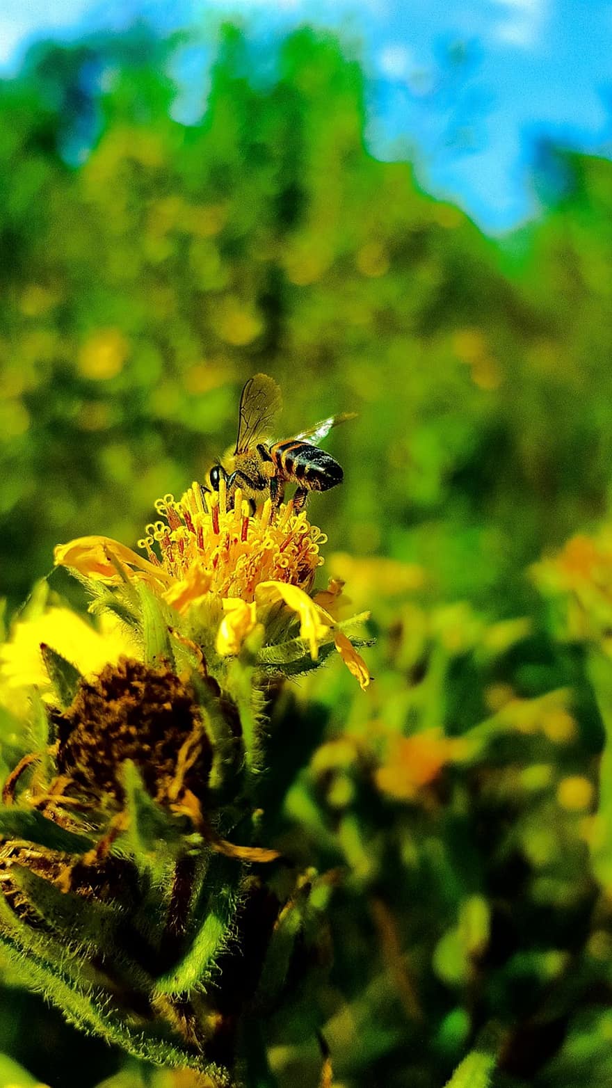 蜂、花、受粉、昆虫、翼のある昆虫、受粉する、膜翅目、昆虫学、咲く、フローラ、動物相