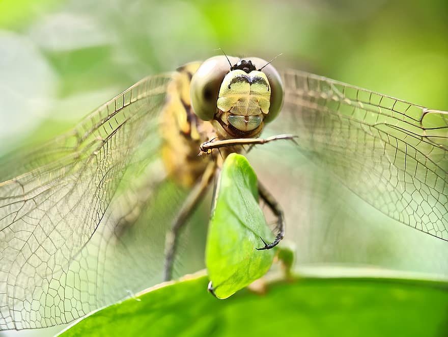 dragonfly, insekt, natur, dyr, vinge