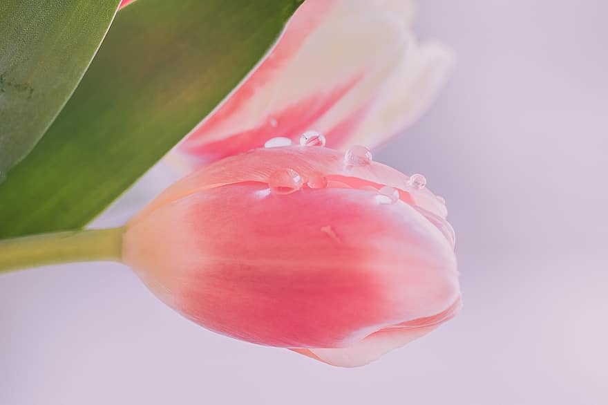 Tulpe, Rosa, Wassertropfen, rosa Tulpe, pinke Blume, Blütenblätter, rosa Blütenblätter, Blume, Tau, Flora, Natur