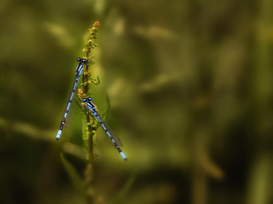 damigella d'onore azzurra, libellula, insetto, natura, blu, insetto di volo, avvicinamento, piccola libellula, ala