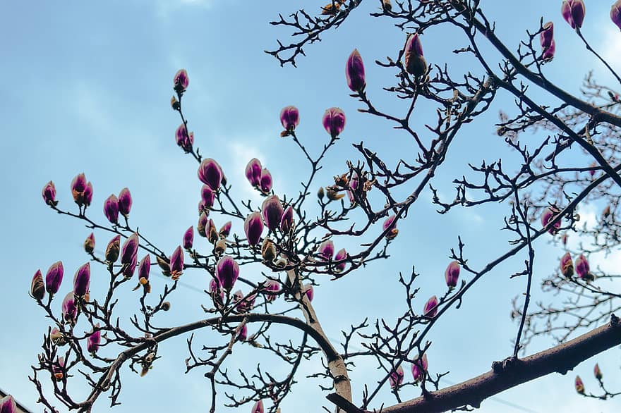 magnolie, copac, muguri, flori, a inflori, inflori, ramuri, plantă, natură, primăvară, ramură