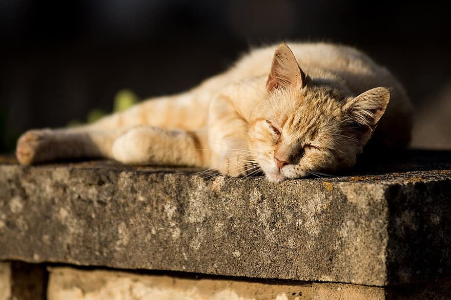 kaķis, Gulēt, atpūsties, saule, relaksācija, iesnausties, kažokādas, gudrs, dārzs, mājdzīvnieki, mājas kaķis
