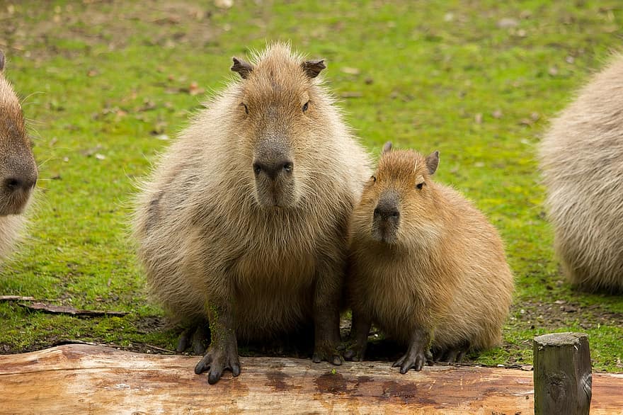 Capybara, animaux, zoo, rongeurs, mammifères, faune, la nature, mammifère