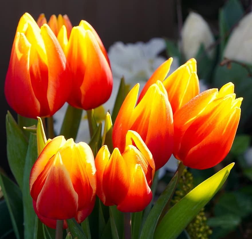 tulipaner, blomster, planter, petals, blader, blomst, blomstre, vår, natur, flora, tulipan