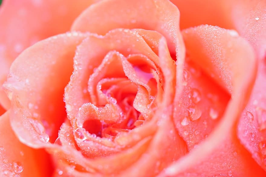 Rose, Flower, Dew, Dewdrops, Droplets, Raindrops, Rose Bloom, Rose Petals, Petals, Orange Flower, Orange Rose