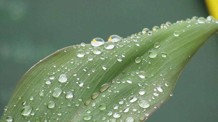 листа, дъждовни капки, водни капчици, растение, роса, капки роса, зелен, мокър, флора, дъжд, капчици