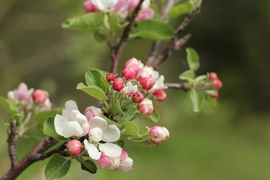 árvore de maçã, árvore, flores, flor, Primavera, natureza, fechar-se, plantar, folha, ramo, primavera