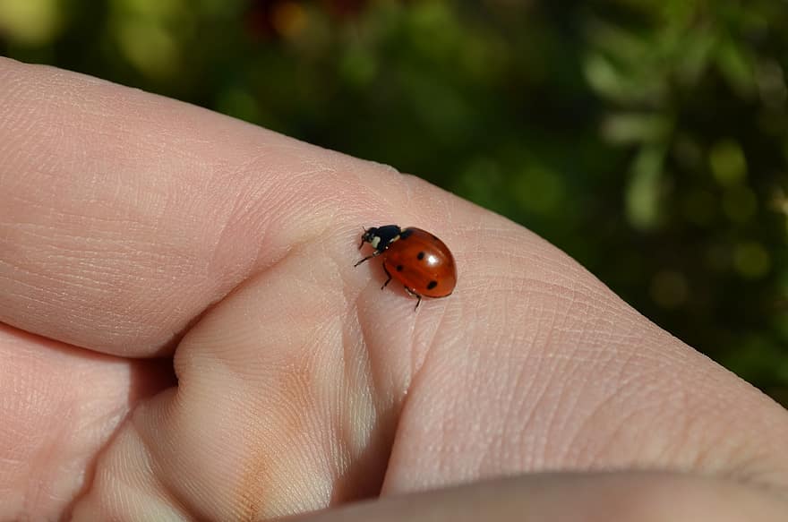 Ladybug, Beetle, Insect, Ladybird, Hand, Macro
