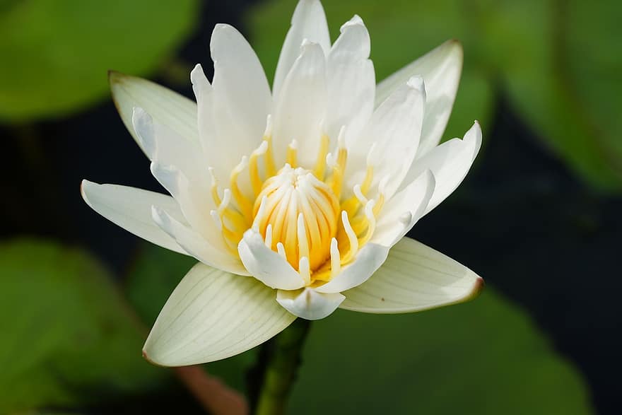 Flower, Water Lily, Flora, Nature, Pigmy Water Lily, Botany, Petals, Bloom, Blossom, flower head, petal