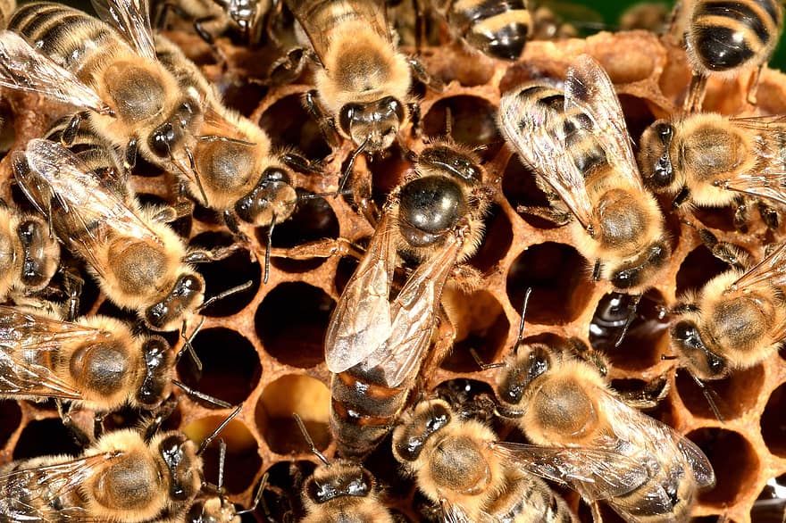abelhas, apicultura, inseto, asas, pente de mel, querida, abelha, animal, carnica, natureza, fauna