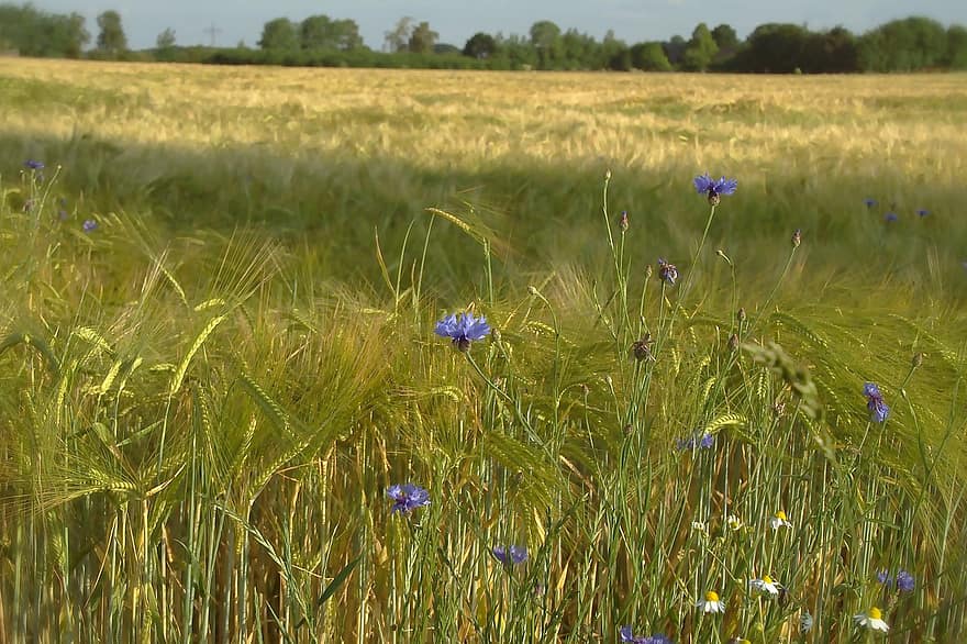 Cornfield, Barley, Field, Cereals, Cornflowers, Blue, Agriculture, Barley Field, Grain, Arable, Summer