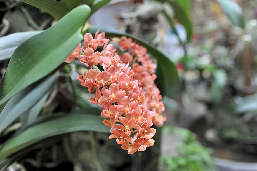 орхидеи, цветя, градина, листенца, венчелистчета от орхидеи, разцвет, цвят, флора, растения