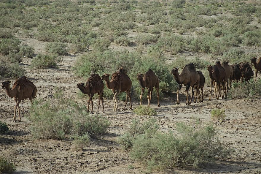 dyr, kamel, ørken, kavir nasjonalpark, pattedyr, arter, Afrika, dyr i naturen, safari dyr, gress, flokk