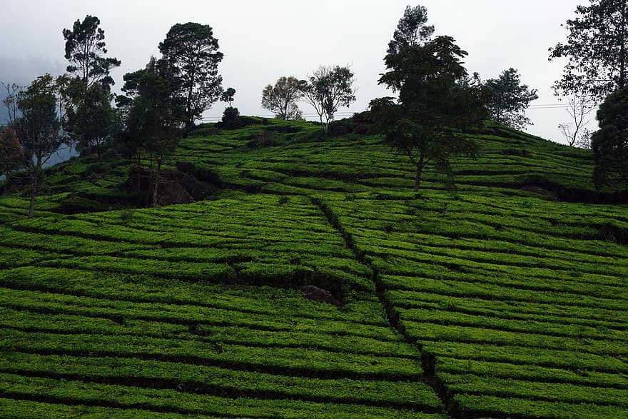 Jardim de chá, neblina, agricultura, Fazenda, plantar, colheita de chá, cena rural, folha, cor verde, montanha, panorama
