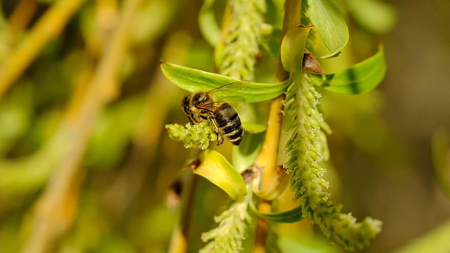 salgueiro, abelha, polinização, flor, inseto, pólen, fechar-se, macro, cor verde, verão, plantar