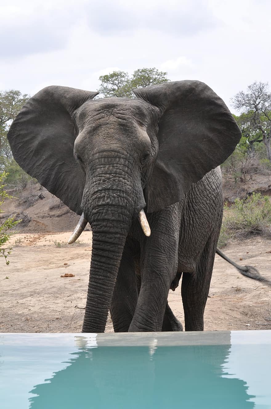 gajah, hewan, safari, Gajah Afrika, mamalia, bagasi, gading, binatang yg berkulit tebal, margasatwa, fauna, gurun
