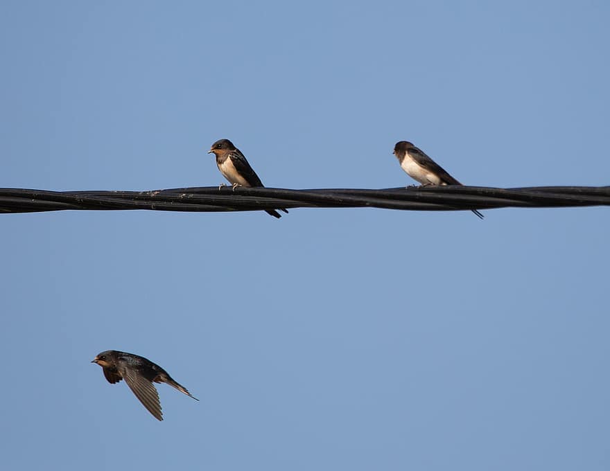 Swallow On A Wire, Swallow, Summer Bird, Bird On A Wire, Swift, Resting, Bird, Martin, Zoology, Silhouette