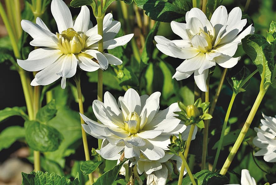 Dahlias, Dahlia Flowers, White Flowers, White Petals, Bloom, Blossom, Floriculture, Horticulture, Botany, Flora, Plant