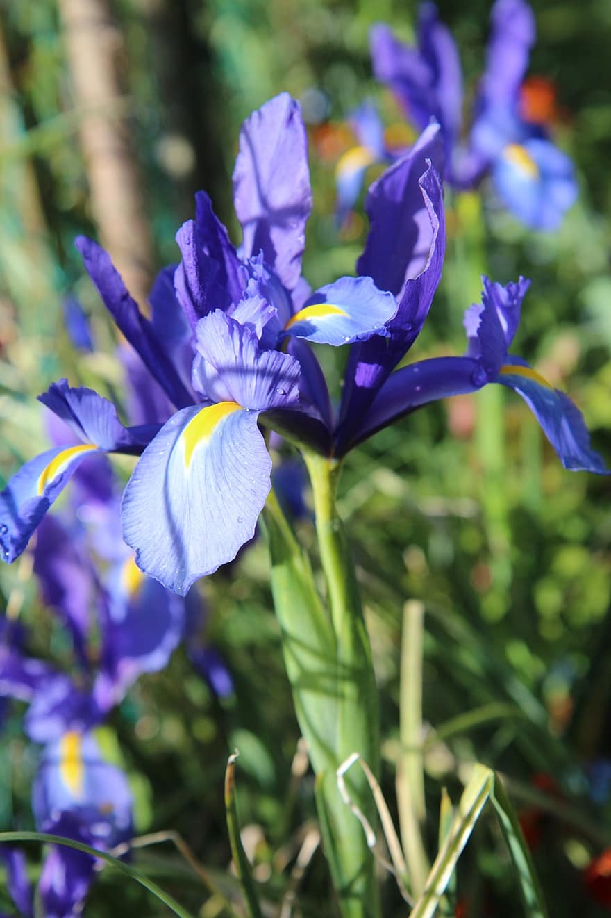 сині квіти, квіти, блакитні пелюстки, пелюстки, цвітіння, флора, природи, рослини, квітучі рослини, впритул, весна