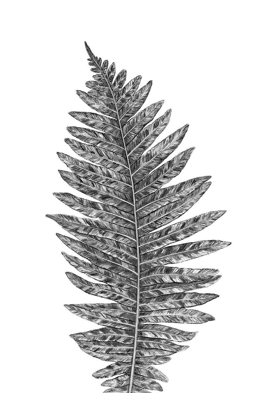 Fern, Leaf, Plant, Nature, Environment, Botanical, Black And White, Painting, Watercolor, Art, Fine Art