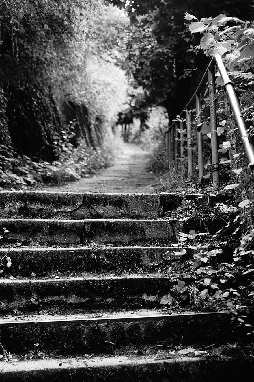 kāpnes, ceļš, raksturs, parks, ārā, soļi, vienkrāsains, vecs, mežs, melns un balts, koks