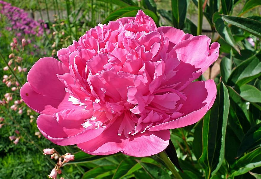 Flower, Bloom, Peony, Blooming, Spring, Nature, Garden, Blossom, Botany
